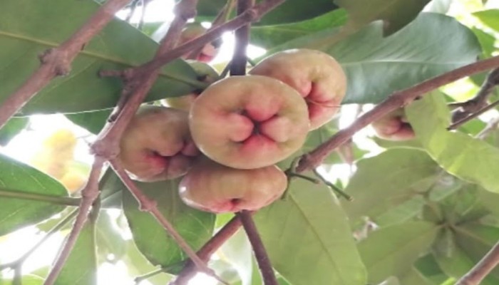 রায়গঞ্জের বিভিন্ন এলাকায় গাছে গাছে শোভা পাচ্ছে জামরুল