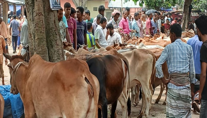 ঈদকে সামনে রেখে জমে উঠেছে পশুর হাট।