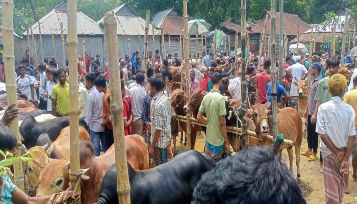 ব্রাহ্মণপাড়ায় জমে উঠেছে পশুর হাট