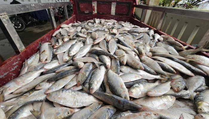 পাথরঘাটা বিএফডিসি মৎস্য ঘাটে কোস্টগার্ডের অভিযান: ৪০ মন জাটকা জব্দ