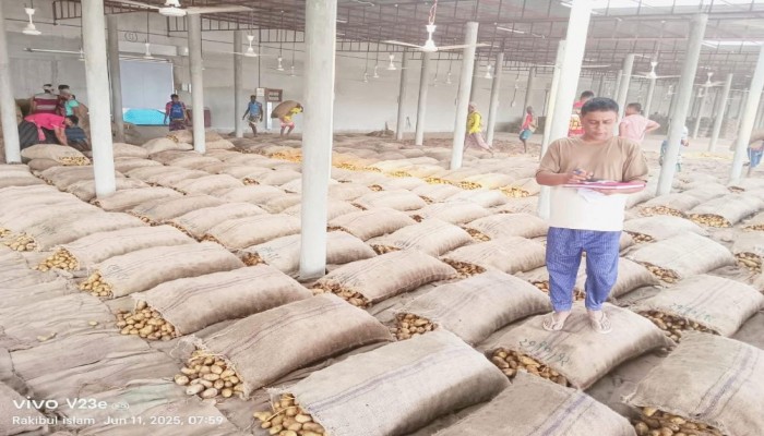 তানোরে আলু চাষে লোকসান পথে বসেছেন হাজারো প্রান্তিক কৃষক