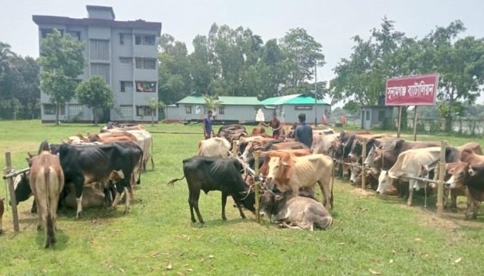 সুনামগঞ্জে ৯০টি গরু অদৃশ্য 