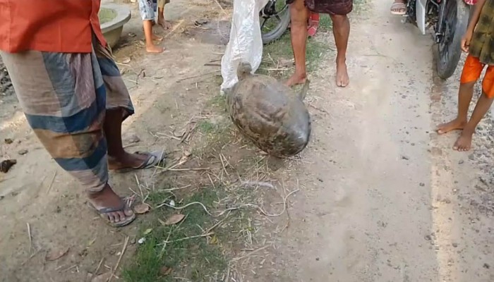 রাণীশংকৈল কুলিক নদীতে বরশি দিয়ে ধরা পড়লো ১১ কেজি ওজনের কচ্ছপ - জব্দ করলেন ইউএনও।