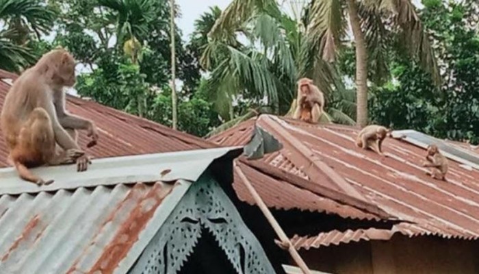 বানর আতঙ্কে হোসেনপুর
