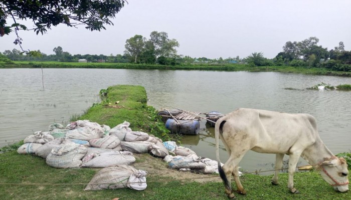 রাণীশংকৈলে পুকুরে মাছ চাষে মুরগির বিষ্ঠা লিটার ব্যবহার, জনজীবন অতিষ্ঠ