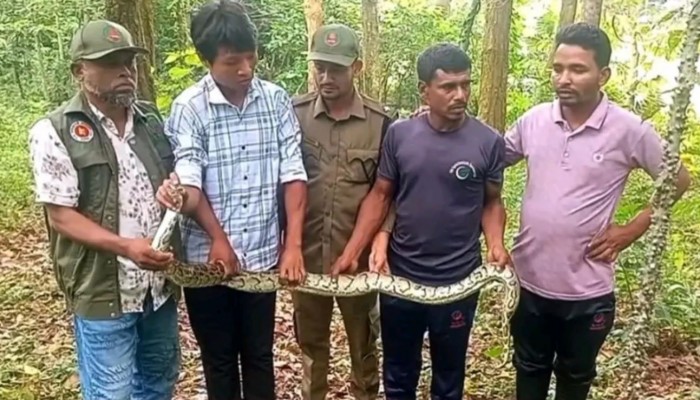 নালিতাবাড়ীতে কৃষকের জালে আটকা পড়া অজগর উদ্ধার, পরে বনে অবমুক্ত