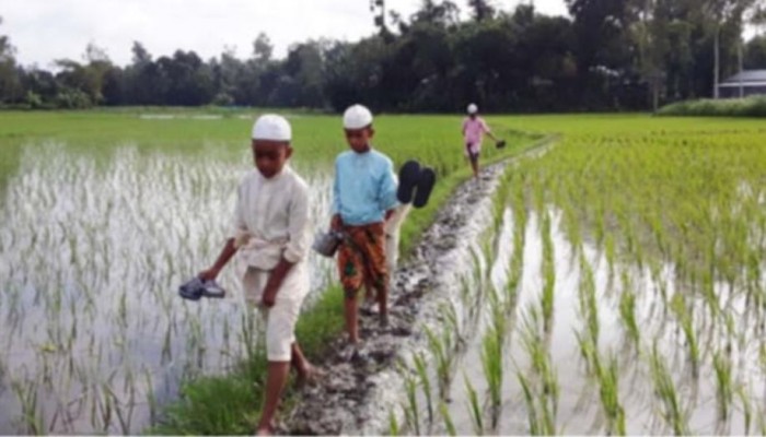 আমাদের যাতায়াতের কস্ট কেও দেখে না শিশু শিক্ষার্থী সানি, তামিম ও এবরাহিম