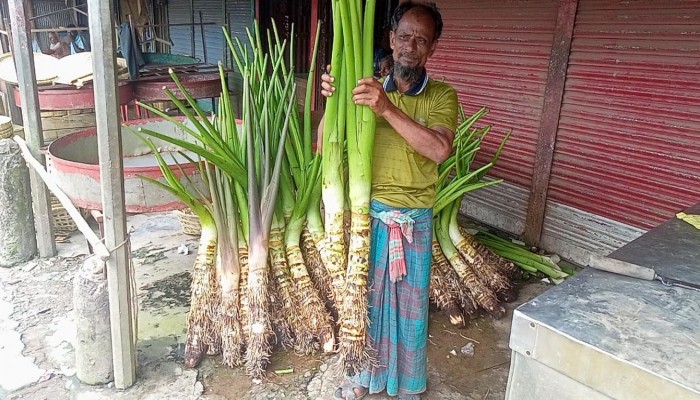 ব্রাহ্মণপাড়া (বলদার) কচু সারা দেশে কদর