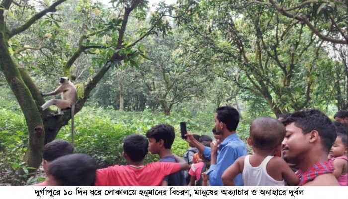দুর্গাপুরে ১০ দিন ধরে লোকালয়ে হনুমানের বিচরণ, মানুষের অত্যাচার ও অনাহারে দুর্বল