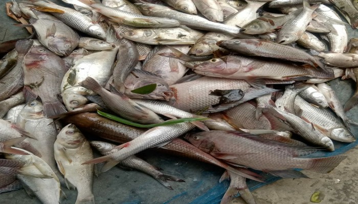 ব্রাহ্মণপাড়ায় পুকুরে বিষ দিয়ে মাছ মারার অভিযোগ, ৫ লক্ষ টাকার ক্ষয়ক্ষতি