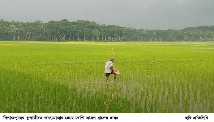 ফুবাড়ীতে লক্ষ্যমাত্রার চেয়ে বেশি আমন চাষ