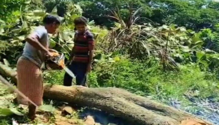 বোয়ালখালীতে স্কুলের গাছ কেটে নিয়ে গেল দুর্বৃত্তরা