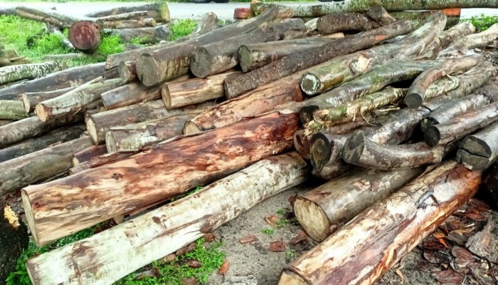 পঞ্চগড়ে দরপত্র ছাড়াই বনবিভাগের সরকারি গাছ বিক্রির অভিযোগ
