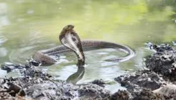 বোয়ালখালীতে বসতঘরে বিষধর ১১টি সাপ উদ্ধার