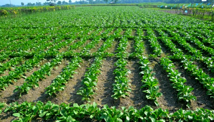 ব্রাহ্মণপাড়ায় শীতকালীন সবজি চাষে ব্যস্ত কৃষক, বাগড়া দিচ্ছে বৃষ্টি