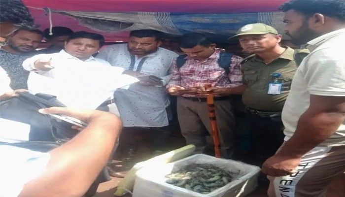 ব্রাহ্মণবাড়িয়ায় চিংড়ি মাছে জেলি পুশ করে ওজন বাড়ানোর দায়ে ব্যবসায়ীকে লাখ টাকা জরিমানা