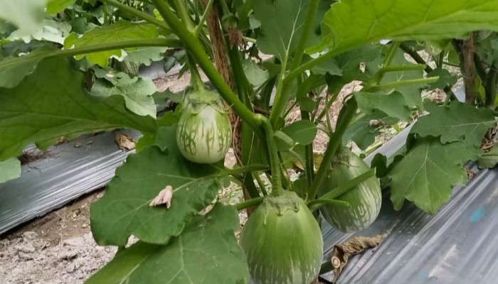 ফুলবাড়ীতে বেগুন চাষে সফল তিন বন্ধু