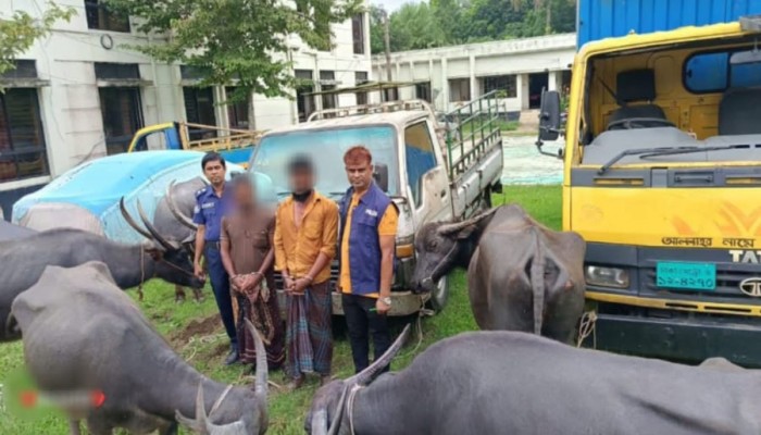 ‎বাহুবলে বিশেষ অভিযানে ৫টি চোরাই মহিষ ও পিকআপসহ ২ জন আটক