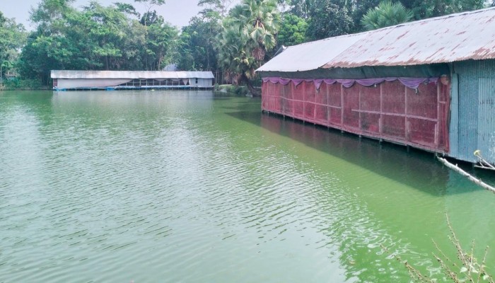 বরিশালে মাছ চাষে মুরগীর বিষ্ঠার ব্যবহার হুমকিতে জনস্বাস্থ্য দেখার যেন কেউ নেই !