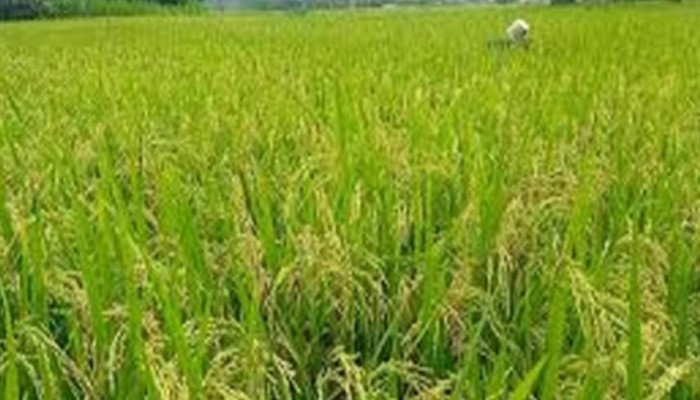 বোয়ালখালীতে আমনের বাম্পার ফলন