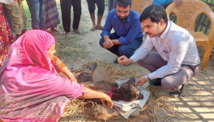 রাণীশংকৈলে দুই মাথাওয়ালা বাছুরের জন্ম -এলাকায় চাঞ্চল্যের সৃষ্টি দেখতে ভিড় জমাচ্ছেন মানুষ