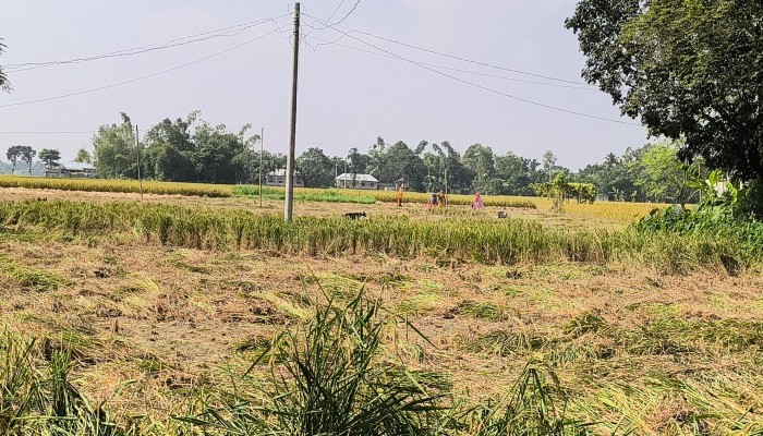রাণীশংকৈলে জমি দখলের অভিনব কৌশল-রাতের আঁধারে কাটলেন ধান দিনে কাটছেন খর