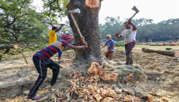 আমের  বাগান কেটে অন্য ফসল লাগাবেন কৃষক