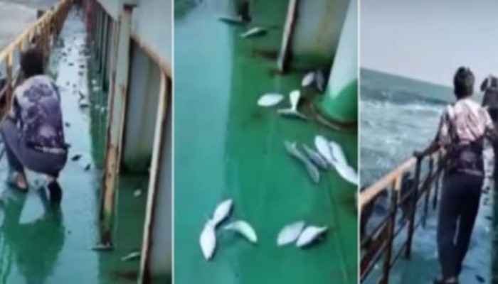 পায়রা বন্দরে জাহাজে লাফিয়ে উঠলো ঝাঁকে ঝাঁকে ইলিশ,খালি হাতে ধরা গেল তিন মন !