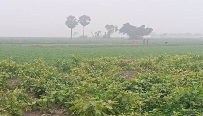 শীতে কাপছে উত্তরের জেলা ঠাকুরগাঁও