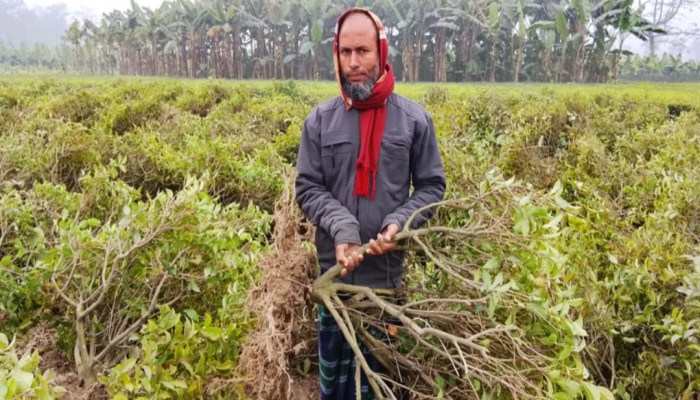 জমি দখলকে কেন্দ্র করে ধ্বংস করা হলো ৩ হাজার চা গাছ