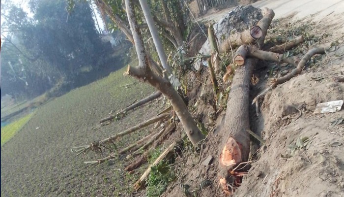 ঠাকুরগাঁওয়ে সড়ক প্রশস্তকরণের আড়ালে ৫০০ সরকারি গাছ উধাও
