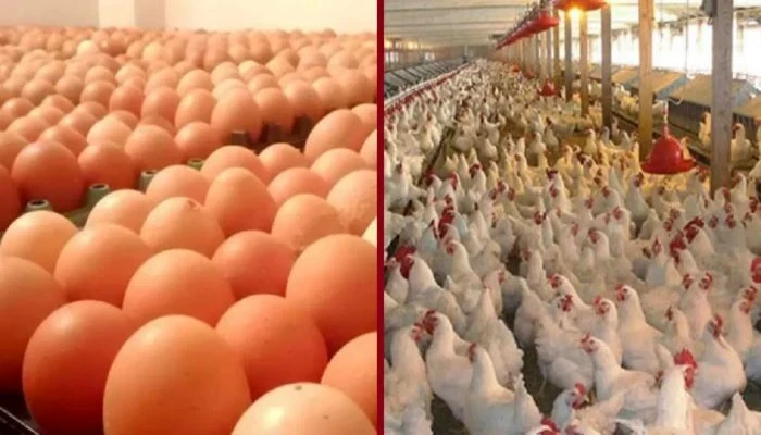 যে কারণে বাংলাদেশ থেকে পোলট্রি ও ডিম নিচ্ছে না সৌদি আরব!