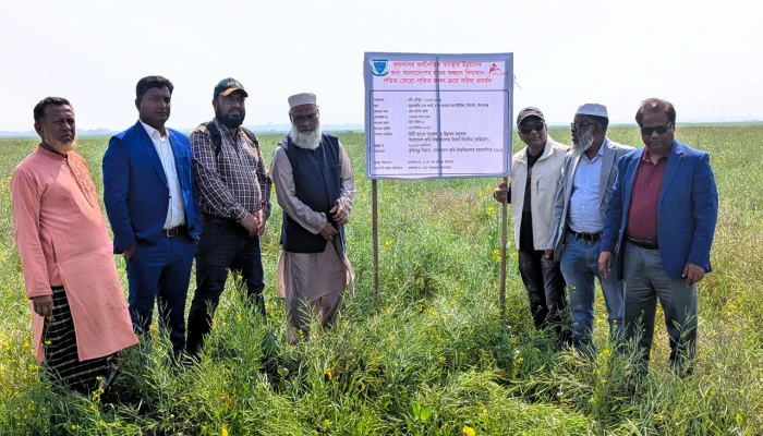 হাওরের বোরো ঝুঁকি কাটাতে সরিষার চাষে নতুন সম্ভাবনা