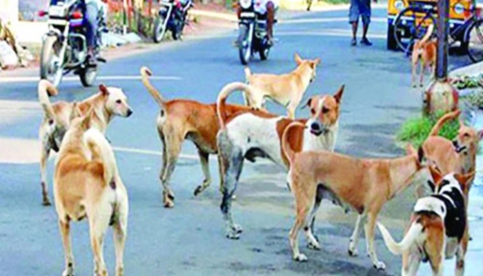মাংস খাওয়ার ধুম, ভারতে পাচার হচ্ছে বাংলাদেশি কুকুর