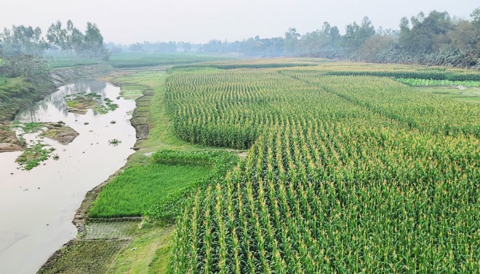 এক সময়ের কুড়িগ্রামের ধরলা-বারোমাসিয়ায় ধূ-ধূ বালুচর, ঘটেছে সবুজের বিপ্লব
