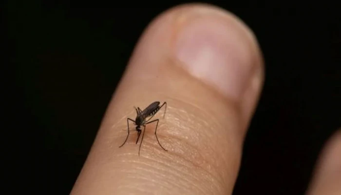 মশায় নাকাল রাজধানীবাসী ঝুঁকিতে ১২ ওয়ার্ড