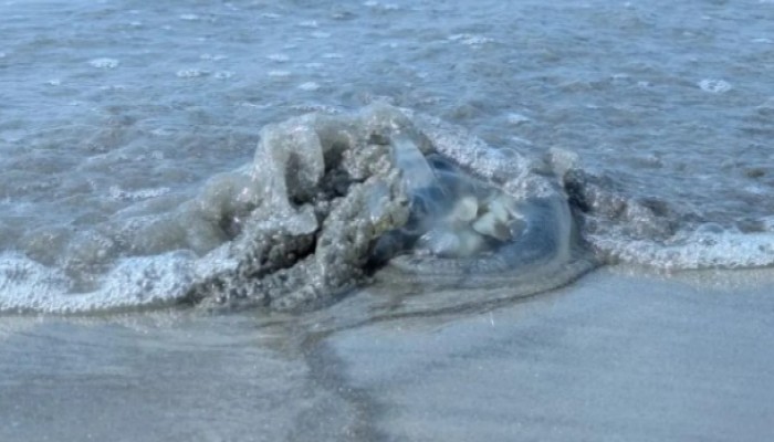 কুয়াকাটা সমুদ্রসৈকতের ভেসে আসছে শত শত মৃত জেলিফিশ