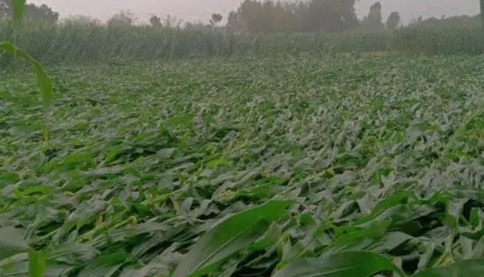 ঠাকুরগাঁওয়ে হঠাৎ বৃষ্টিতে গম ভূট্টা ক্ষেতে ব্যাপক ক্ষয়ক্ষতি বিপাকে পড়েছে কৃষকেরা