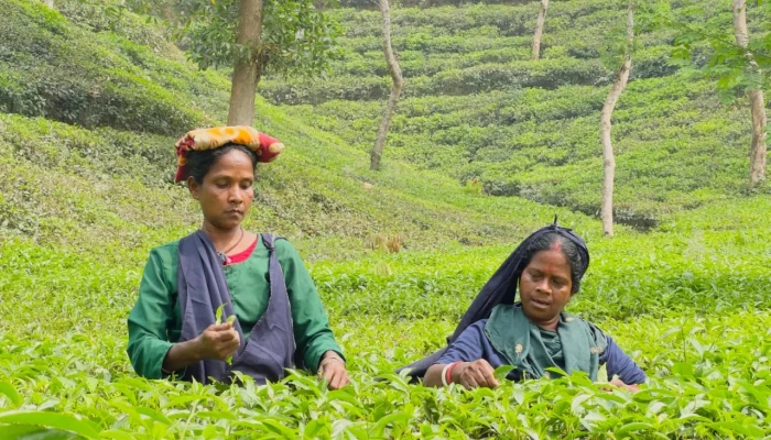 আগাম বৃষ্টির ছোঁয়ায় প্রাণ ফিরে পেয়েছে শ্রীমঙ্গলের চা–বাগান