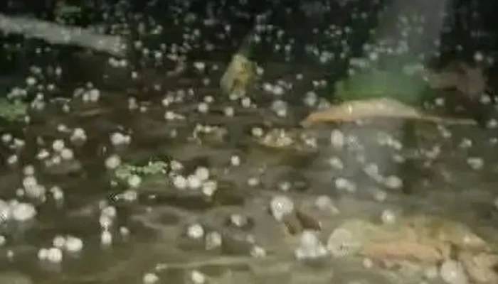 শেরপুরে আকস্মিক শিলাবৃষ্টি, ক্ষতির শঙ্কায় কৃষক