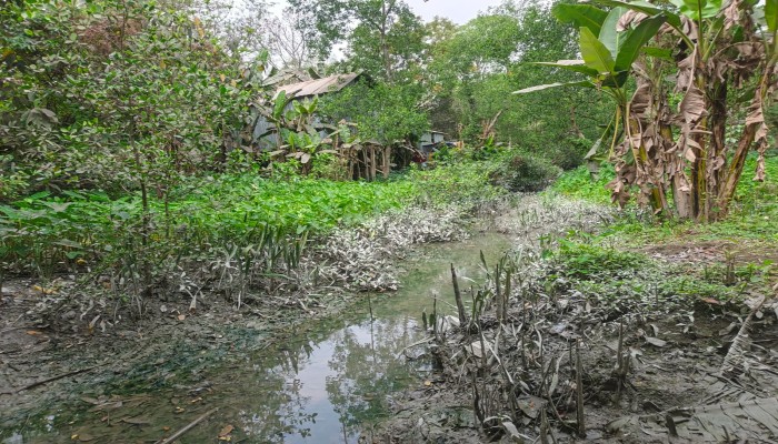 দখল-বাঁধে মৃত কমলাকান্ত নদী, পানির অভাবে চরম দুর্ভোগে ৫০ হাজার মানুষ