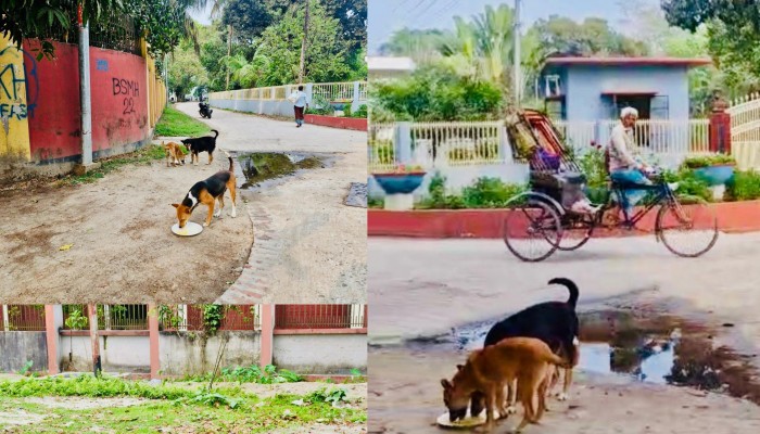 ঈদের ছুটিতে বন্ধ ক্যাম্পাসে অভুক্ত প্রাণীদের পাশে বাকৃবি ছাত্রদল