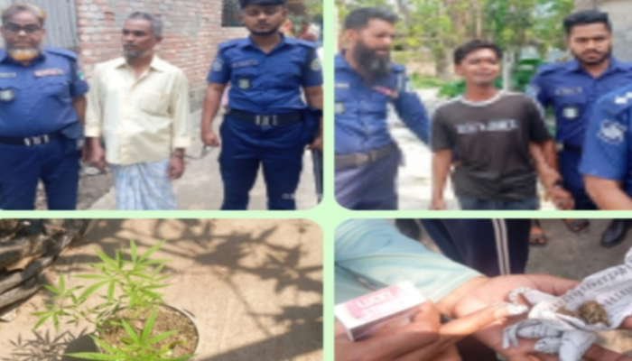 ​বানারীপাড়ায় গাঁজা চাষ ও বহনের অভিযোগে মোবাইল কোর্টে  দুইজনকে জেল-জরিমানা