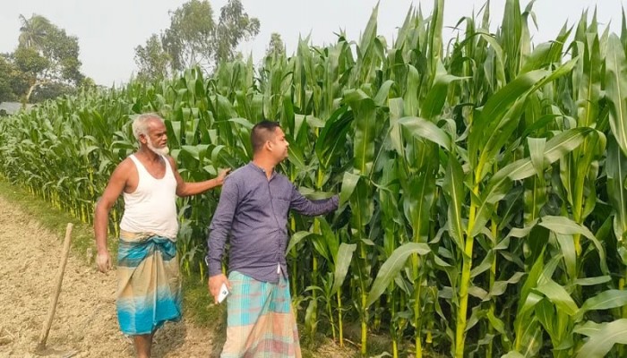 কুড়িগ্রামের তিস্তার চরে ভুট্টার হাসি, আলুর ক্ষতি পোষানোর দাবি কৃষকের