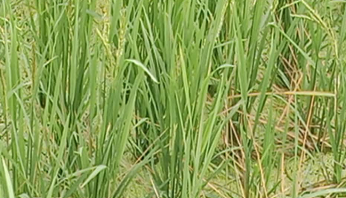 ব্রাহ্মণপাড়ায় বোরো ধানে 'ব্লাস্ট' রোগের হানা, কৃষকের চোখে এখন দুশ্চিন্তার জল