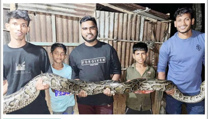 লোকালয়ে ঢুকে পড়া ১৪ ফুটের অজগর উদ্ধার, লাউয়াছড়া বনে অবমুক্ত