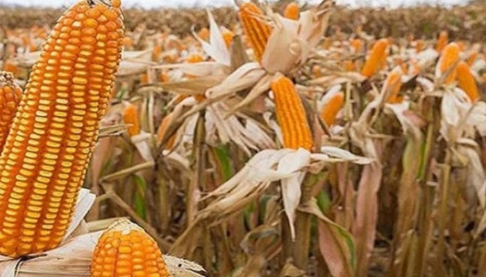 সলঙ্গায় ভুট্টার বাম্পার ফলন,কৃষকের মুখে হাসি