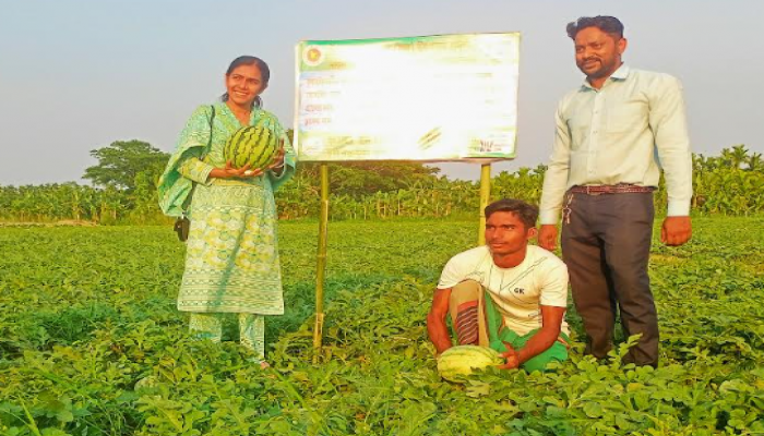 কাউখালীতে পরিত্যক্ত জমিতে তরমুজের বাম্পার ফলন