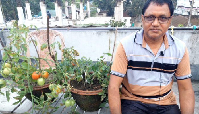 ​একই গাছে আলু-টমেটো : বীরগঞ্জে কৃষিতে অভিনব চমক