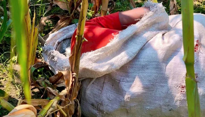 ভুট্টাক্ষেতে অটোরিকশাচালকের বস্তাবন্দি লাশ উদ্ধার